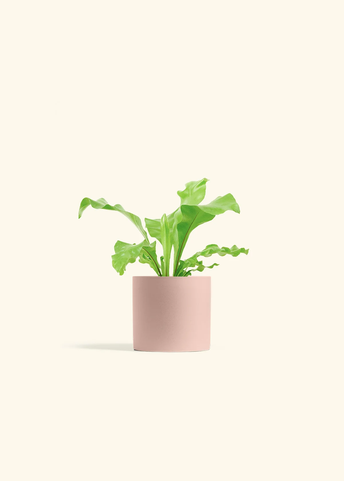 Bird's Nest Fern - Image 5
