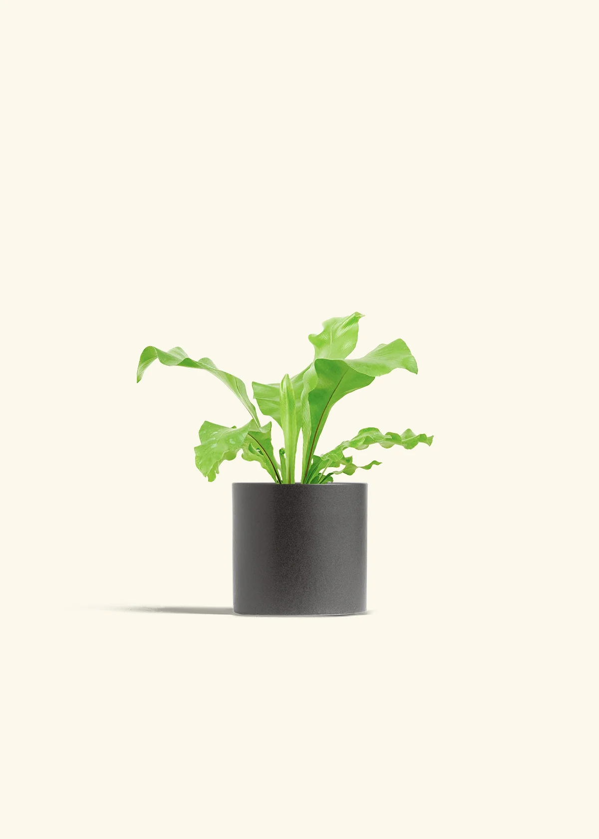 Bird's Nest Fern - Image 6