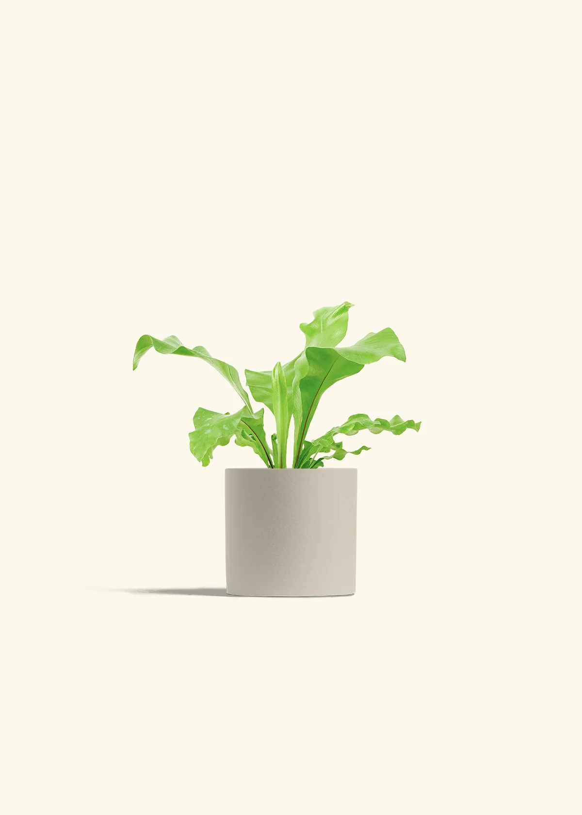 Bird's Nest Fern - Image 7