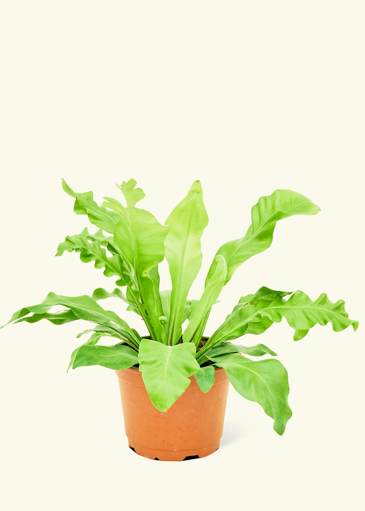 Bird's Nest Fern - Image 8