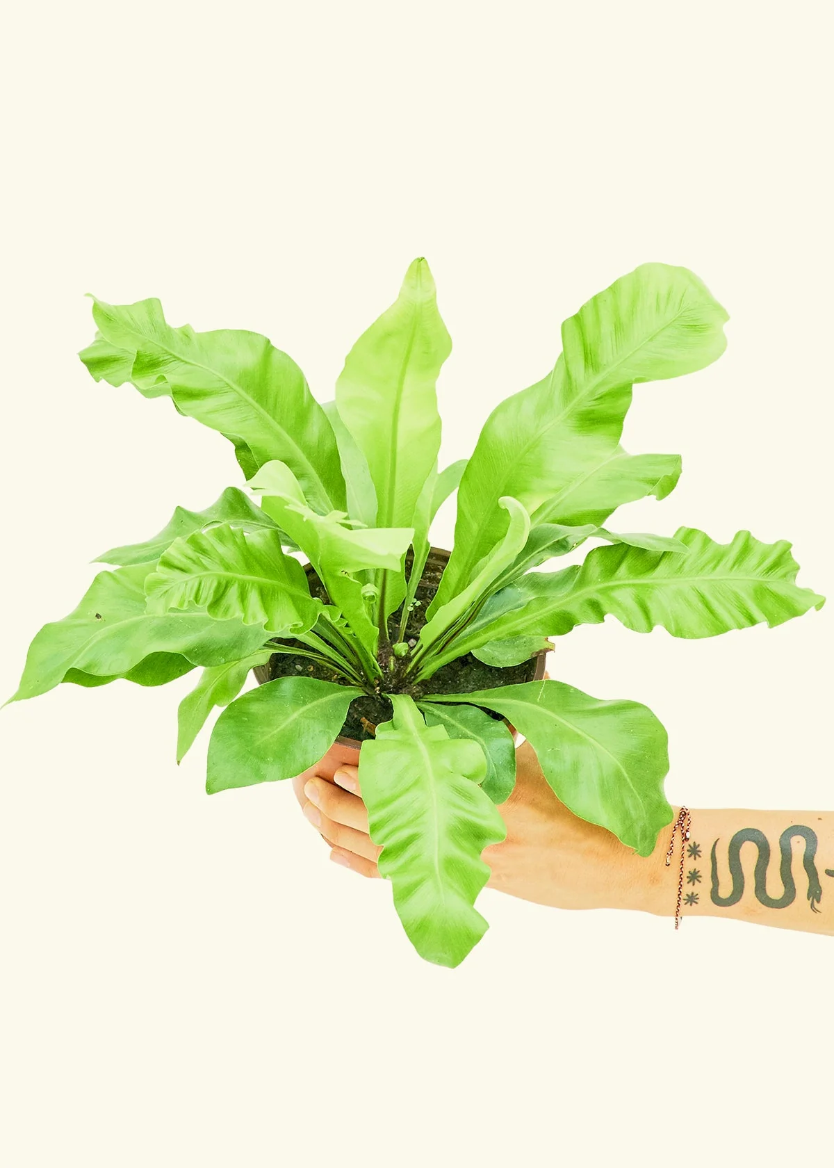 Bird's Nest Fern - Image 9