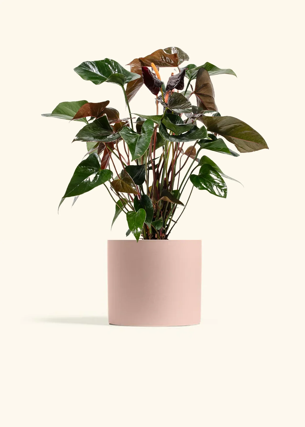 Anthurium 'Black Flamingo' - Image 3