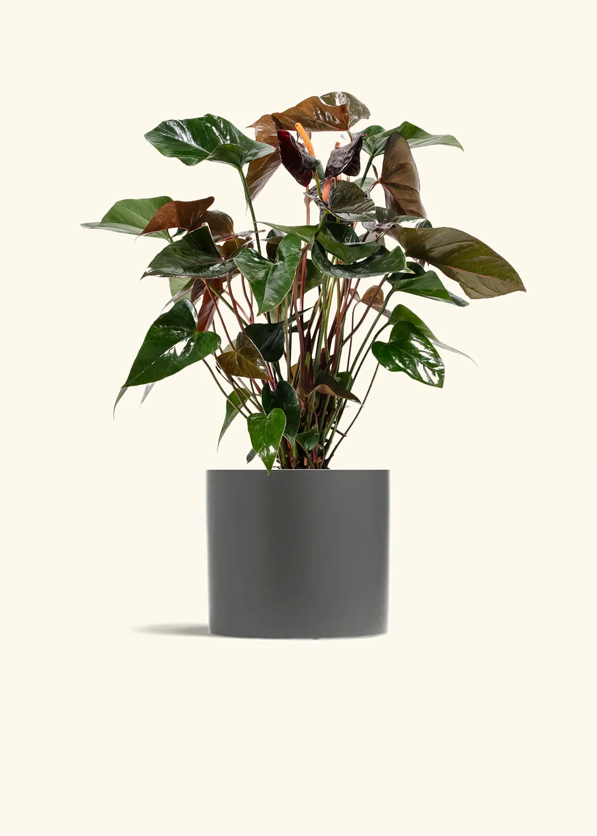 Anthurium 'Black Flamingo' - Image 4