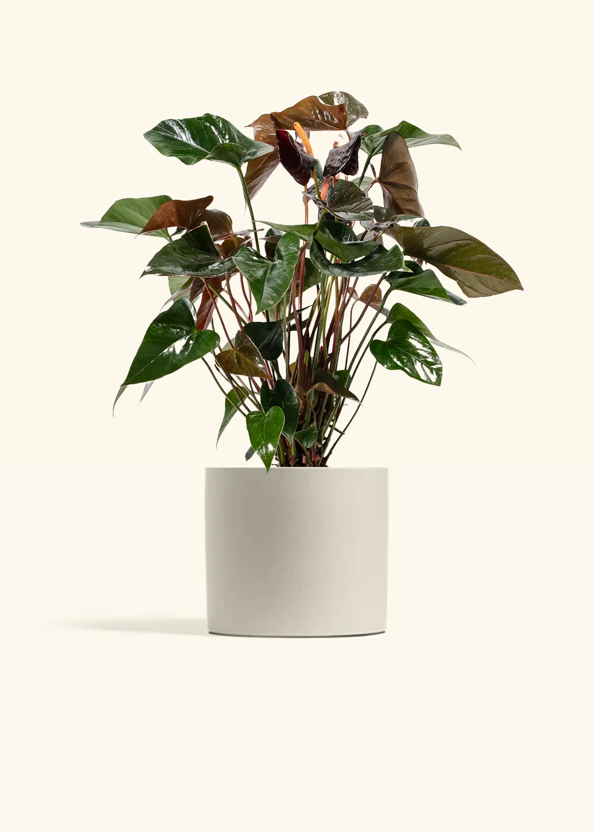 Anthurium 'Black Flamingo' - Image 5