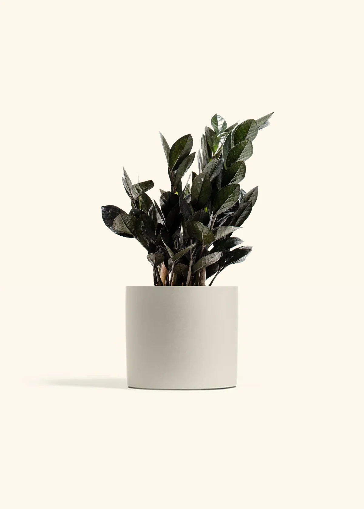 Black ZZ Plant - Image 10