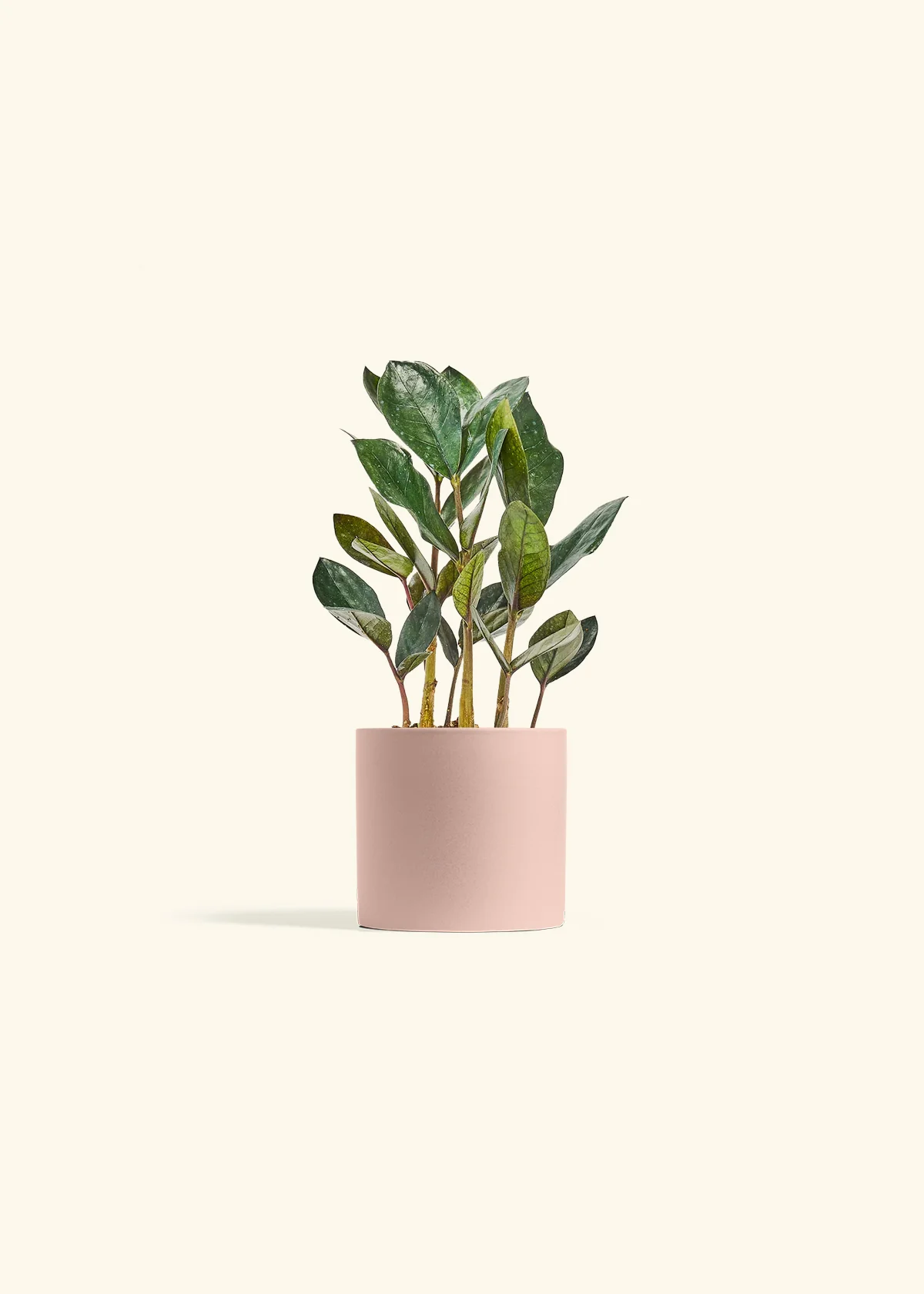 Black ZZ Plant - Image 3