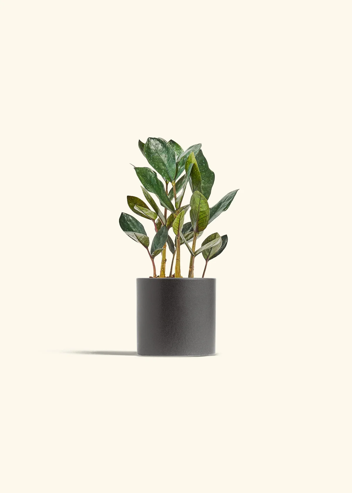 Black ZZ Plant - Image 4