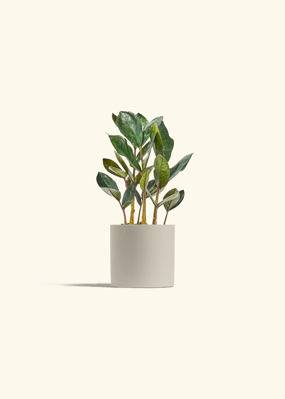 Black ZZ Plant - Image 5