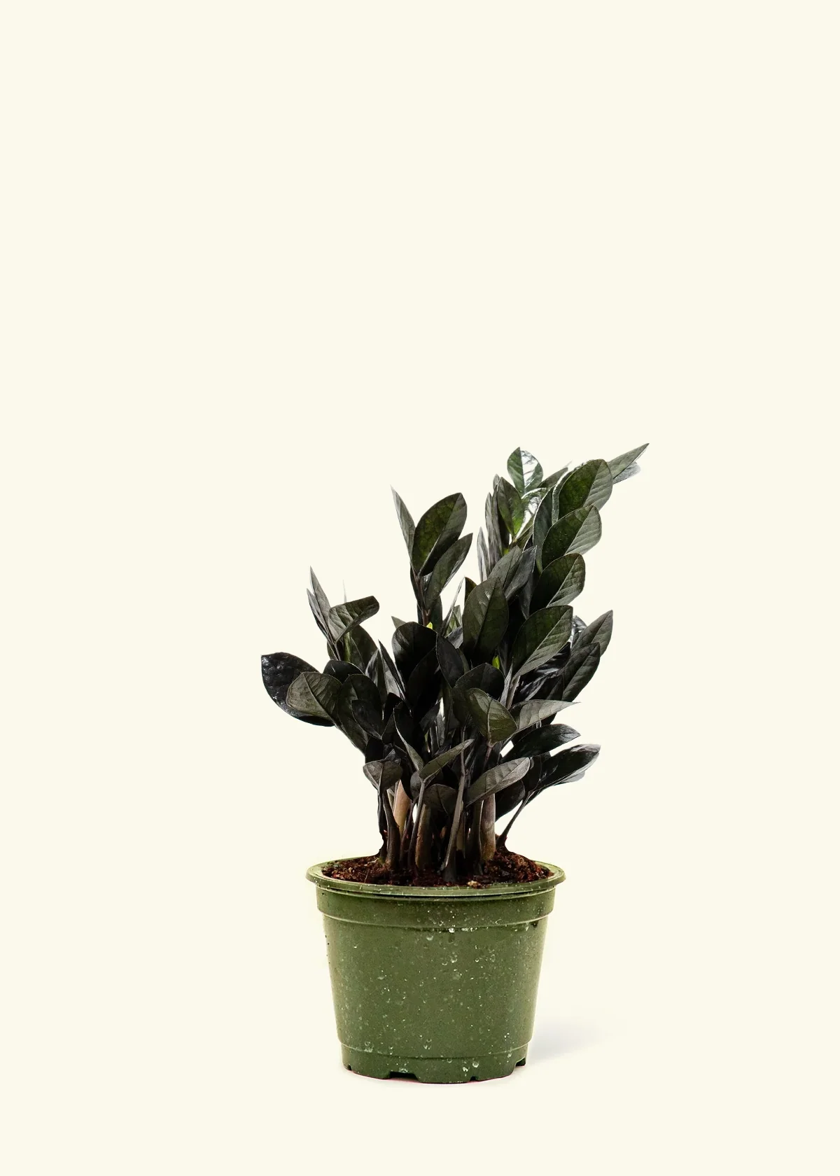 Black ZZ Plant - Image 6