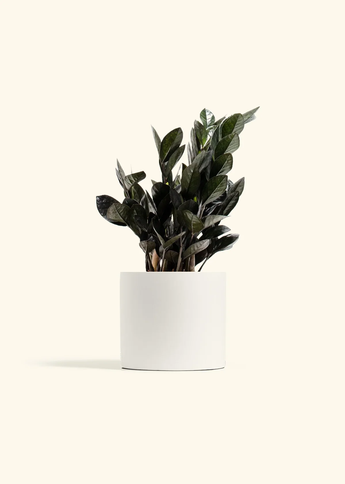 Black ZZ Plant - Image 7
