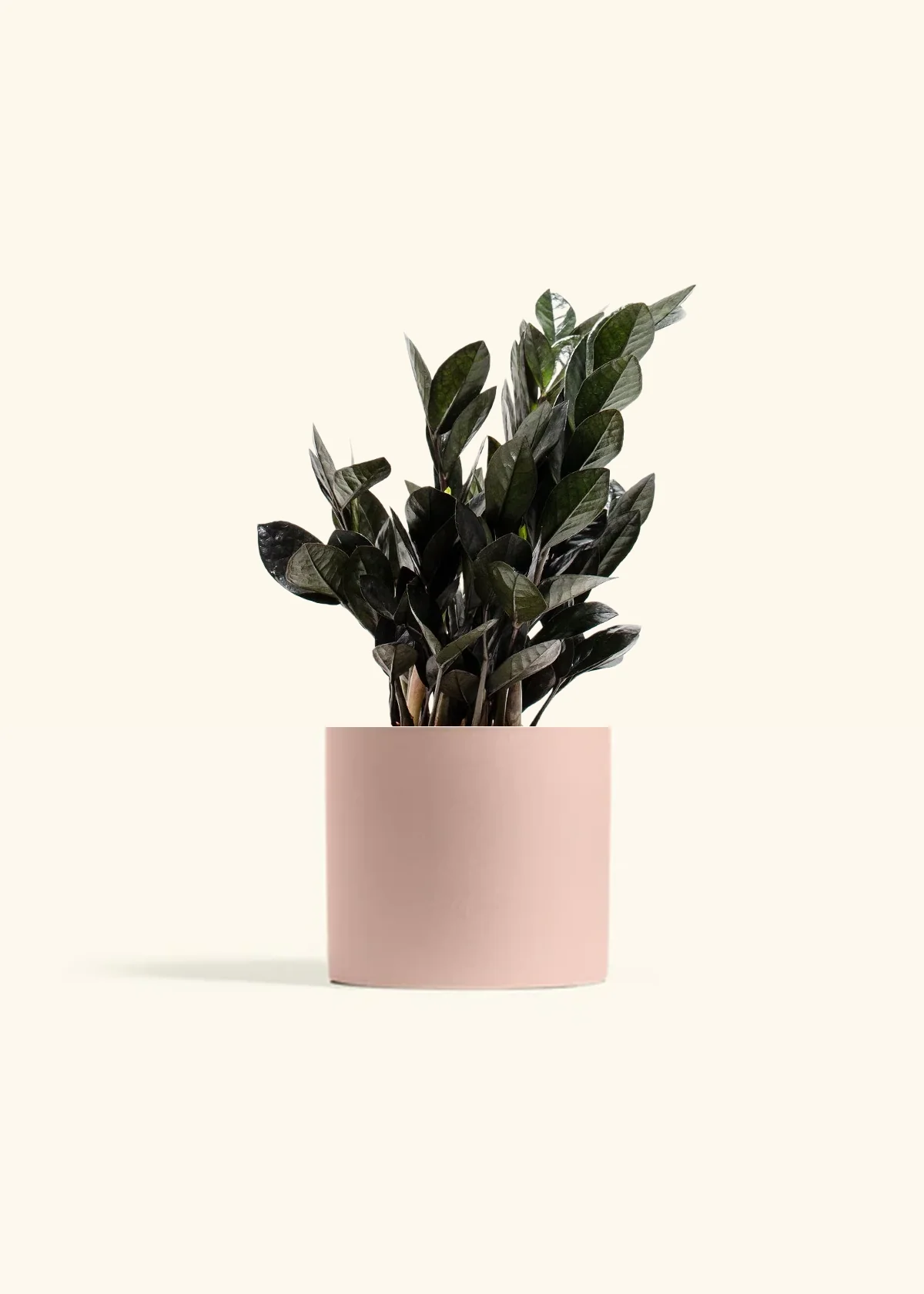Black ZZ Plant - Image 8