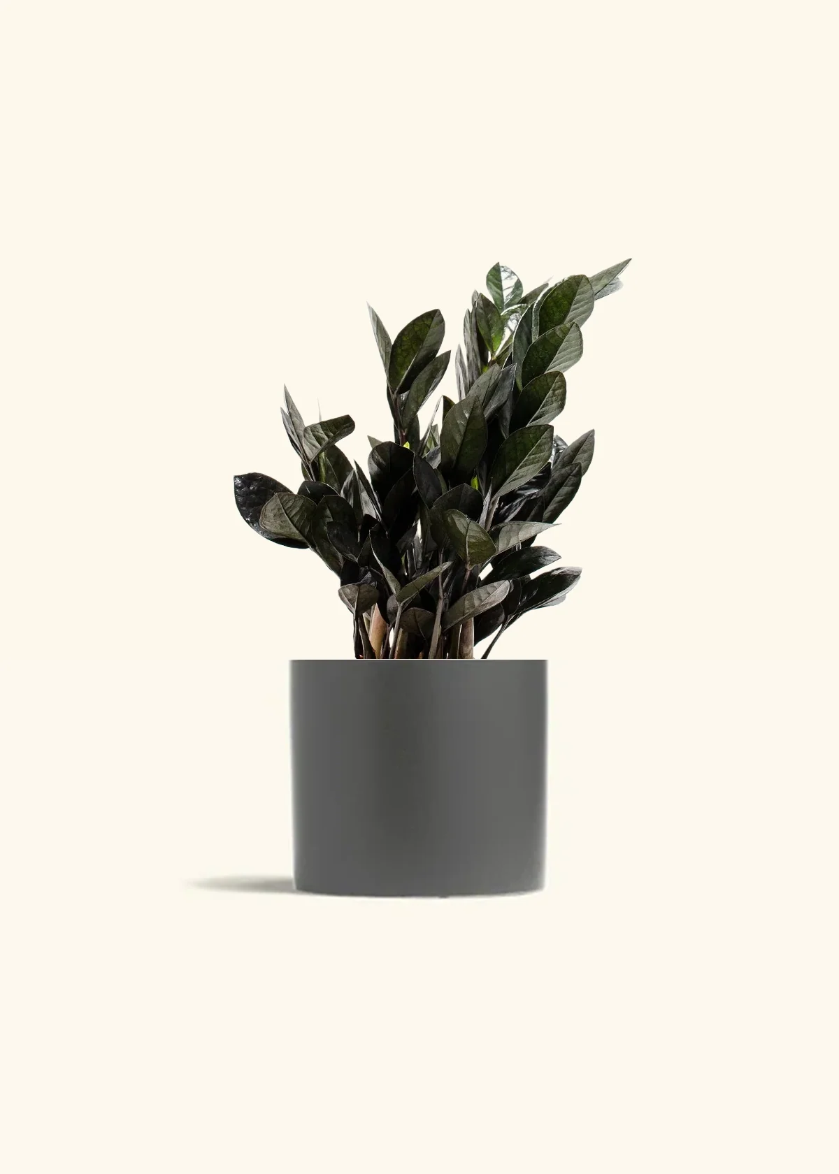 Black ZZ Plant - Image 9