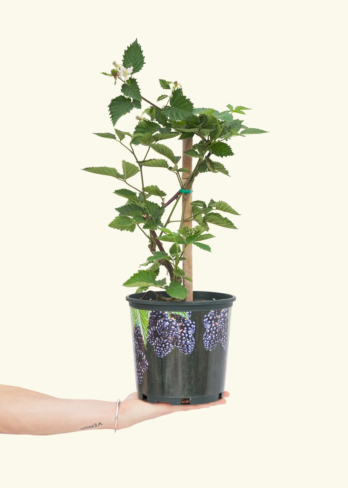 Blackberry Bush - Image 2