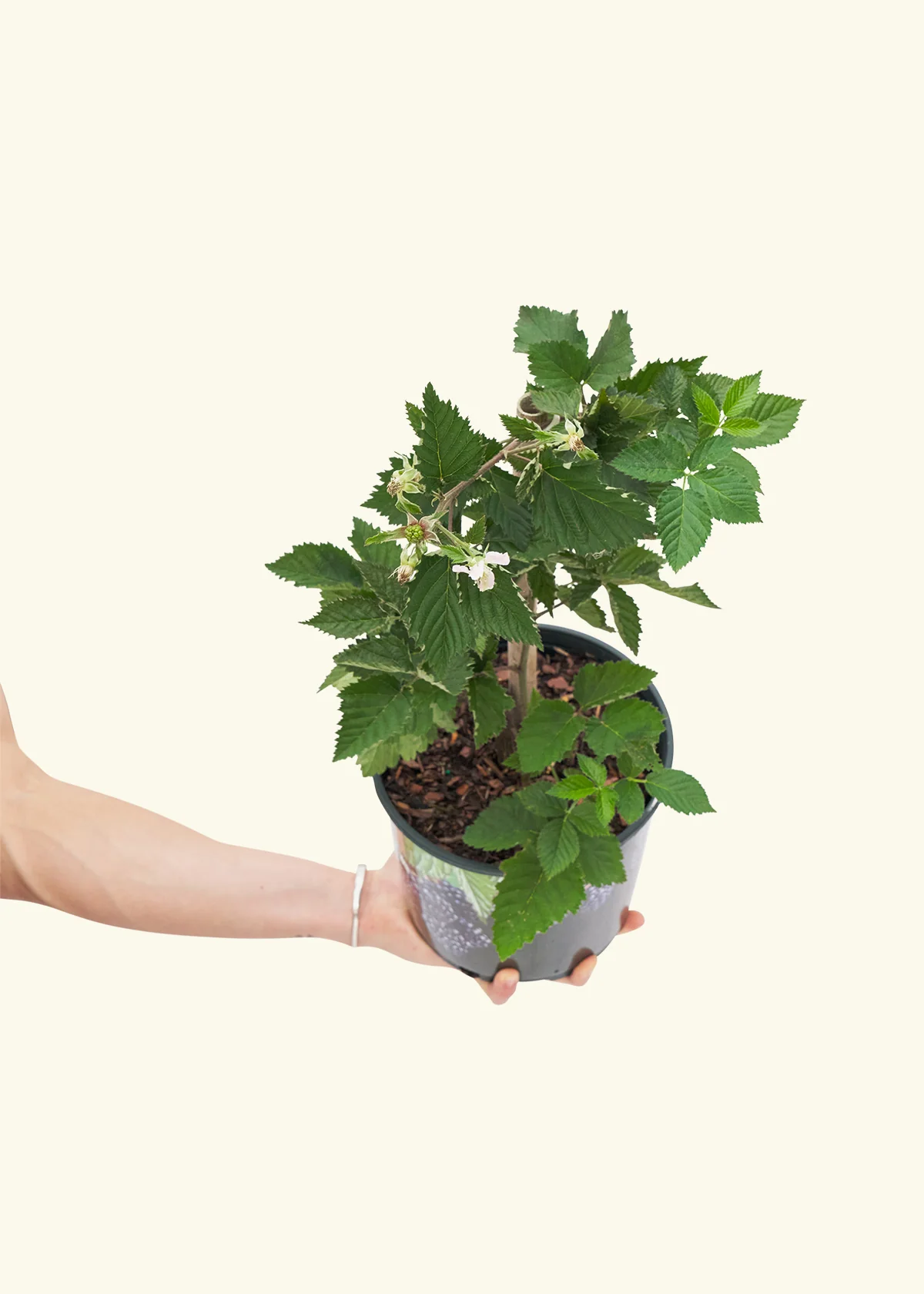 Blackberry Bush - Image 3
