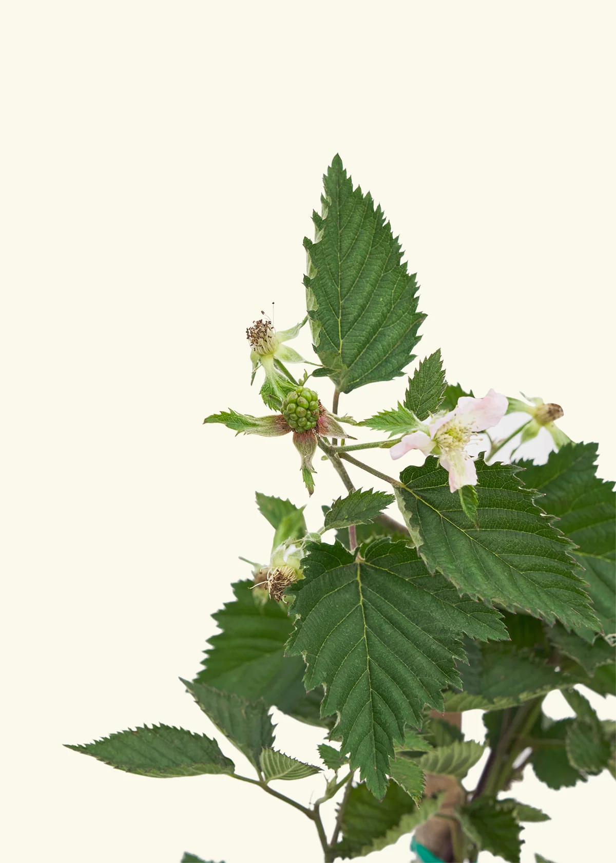 Blackberry Bush - Image 4