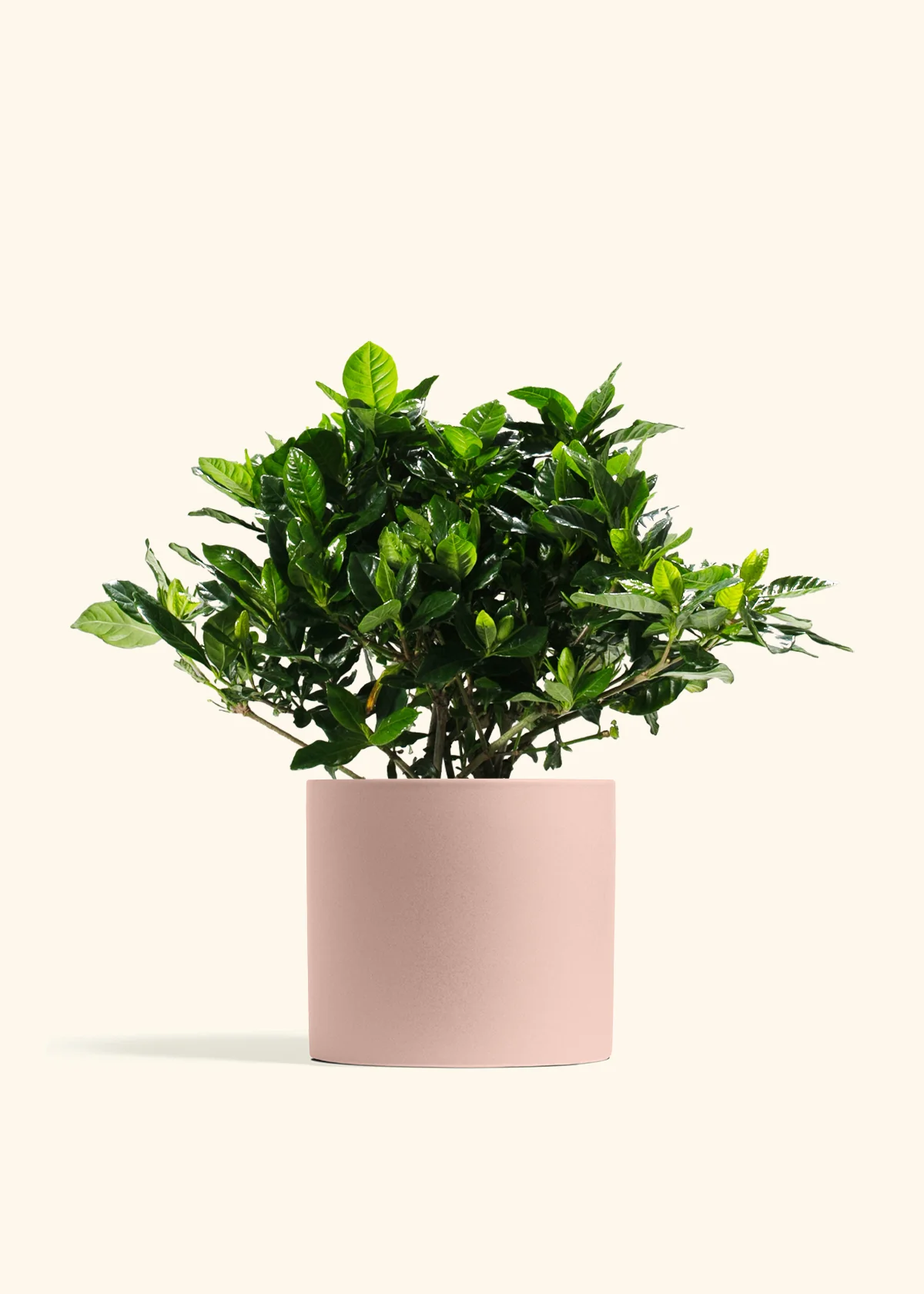 Blooming Gardenia - Image 10