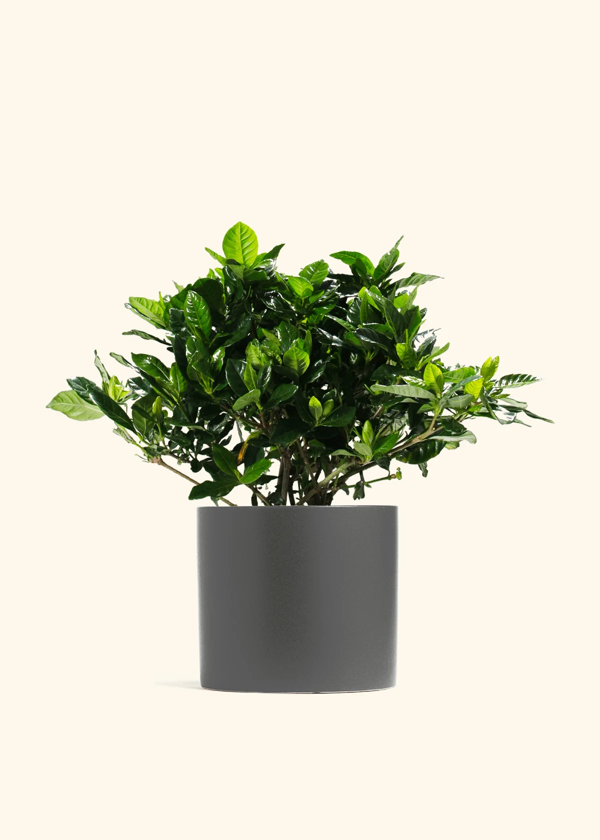 Blooming Gardenia - Image 11