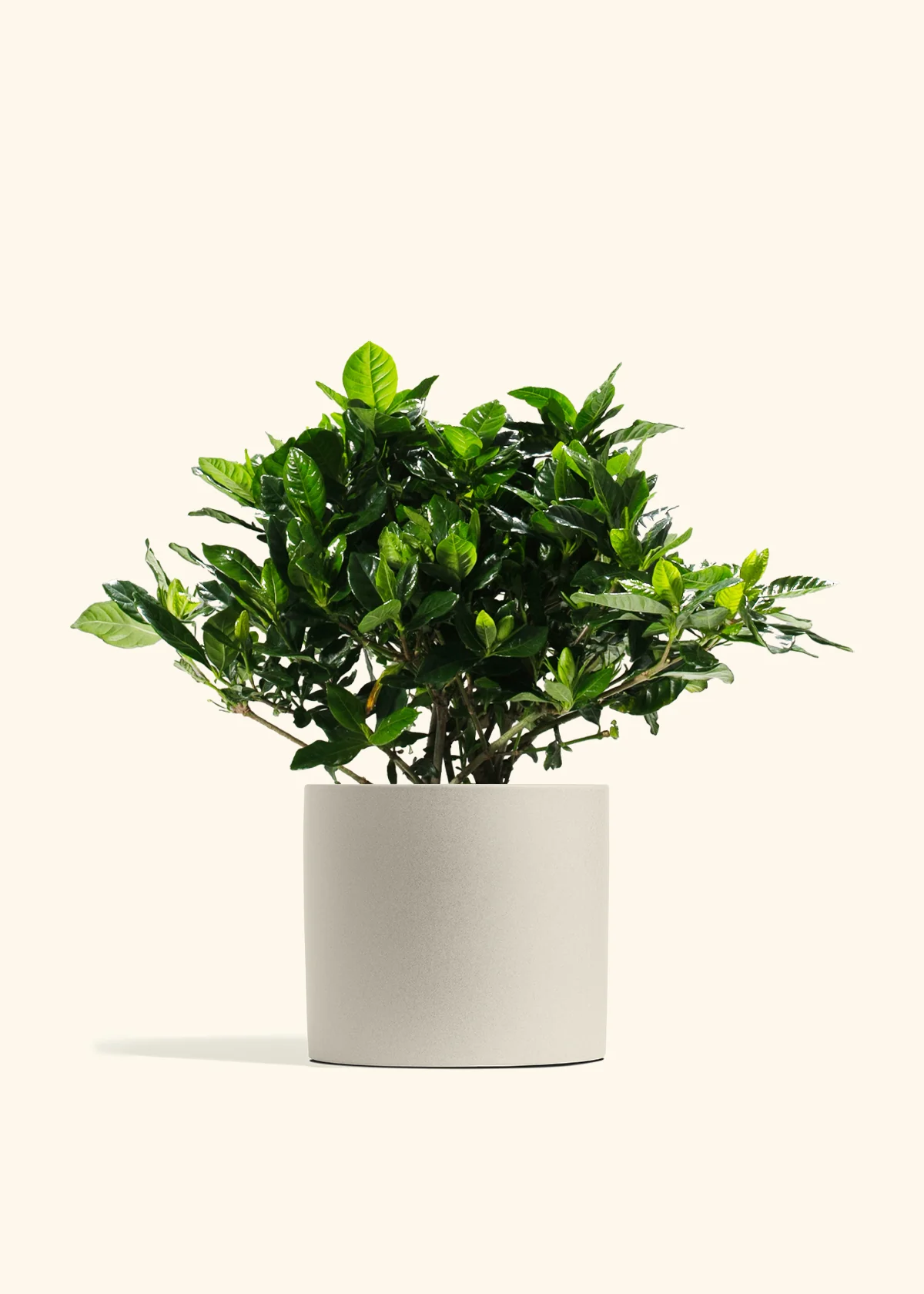 Blooming Gardenia - Image 12