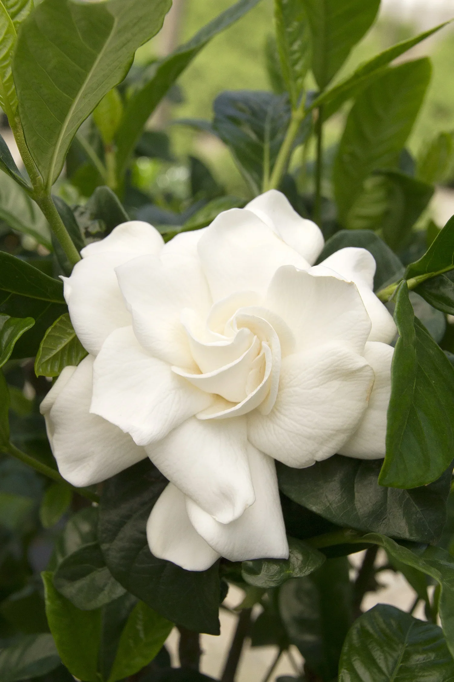 Blooming Gardenia - Image 2