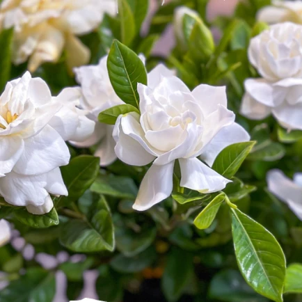 Blooming Gardenia - Image 3