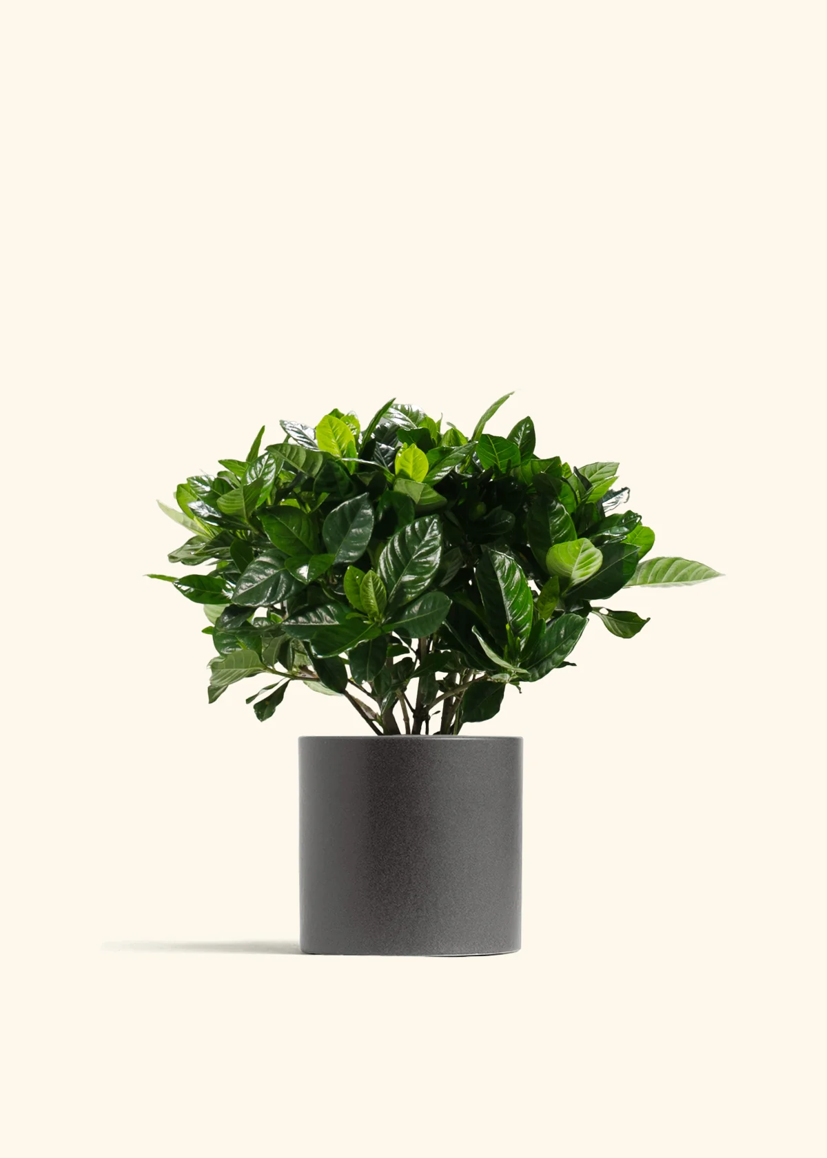 Blooming Gardenia - Image 4