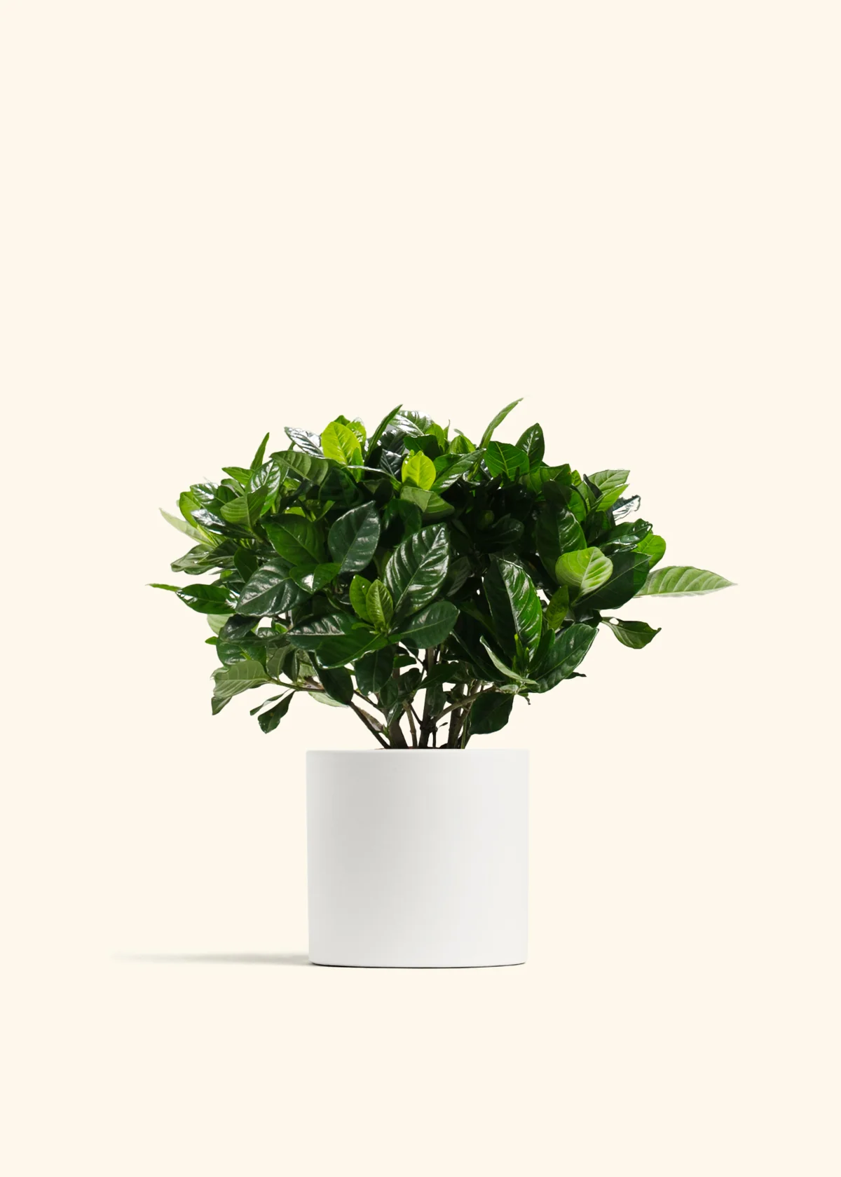 Blooming Gardenia - Image 5