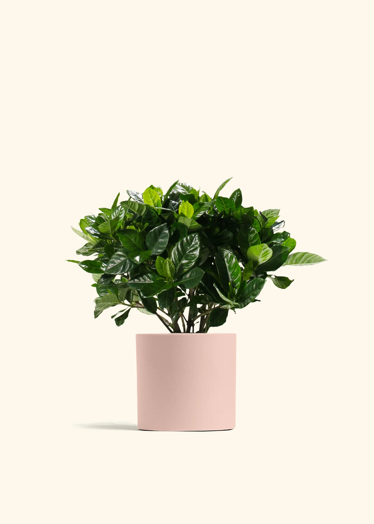Blooming Gardenia - Image 6