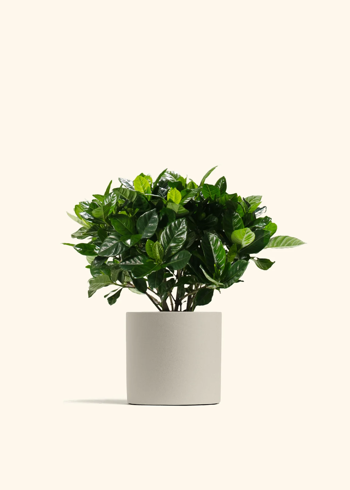 Blooming Gardenia - Image 7