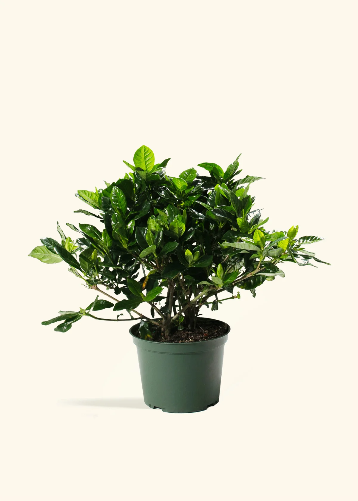 Blooming Gardenia - Image 8