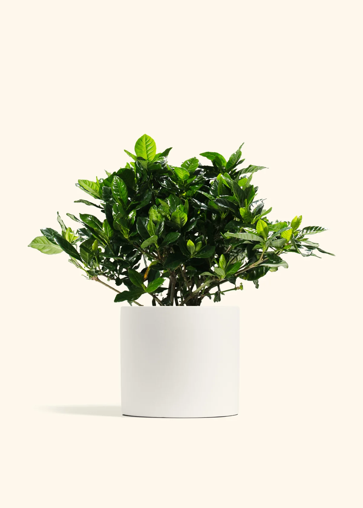 Blooming Gardenia - Image 9