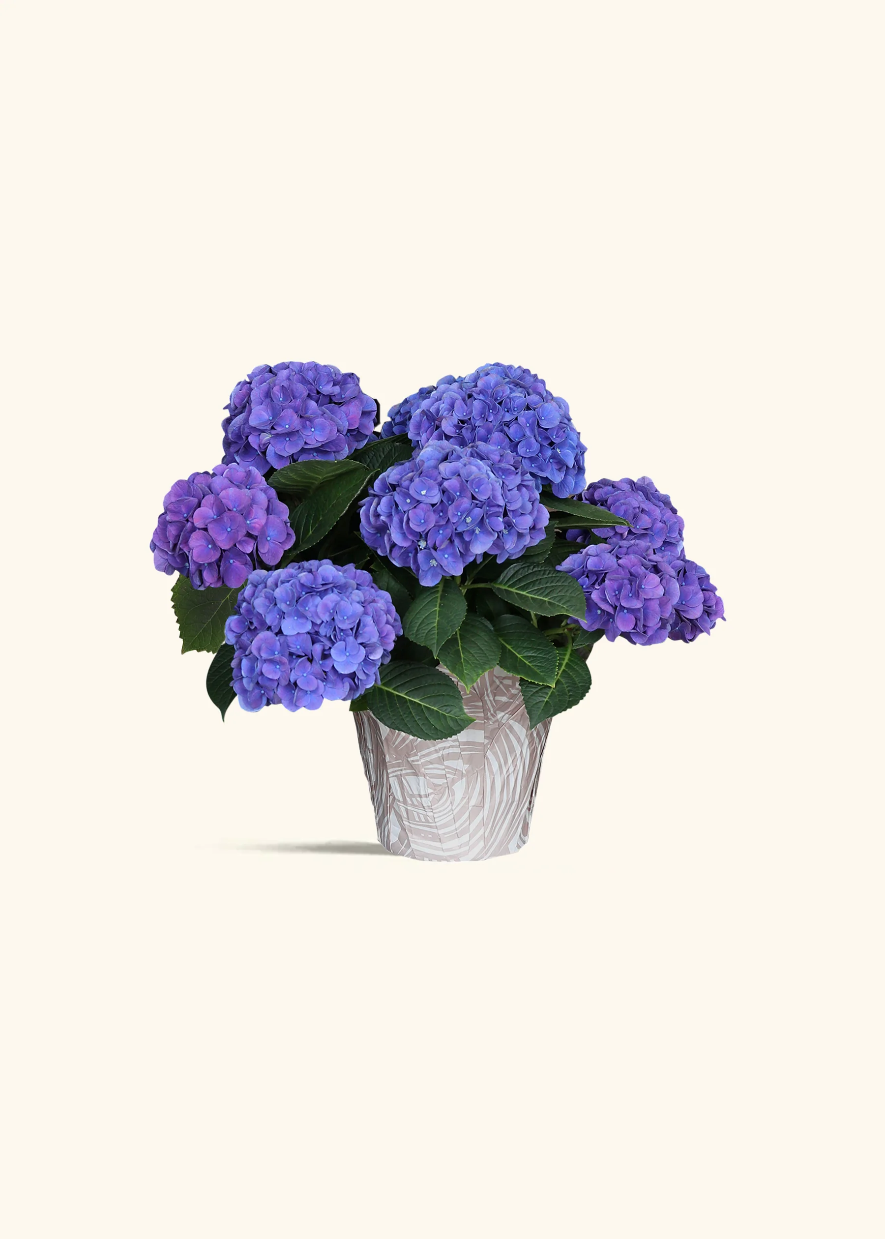 Planters