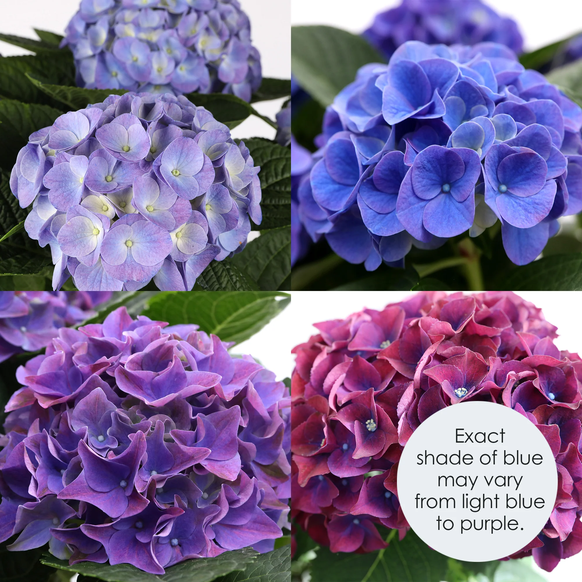 Blurple Hydrangea - Image 2