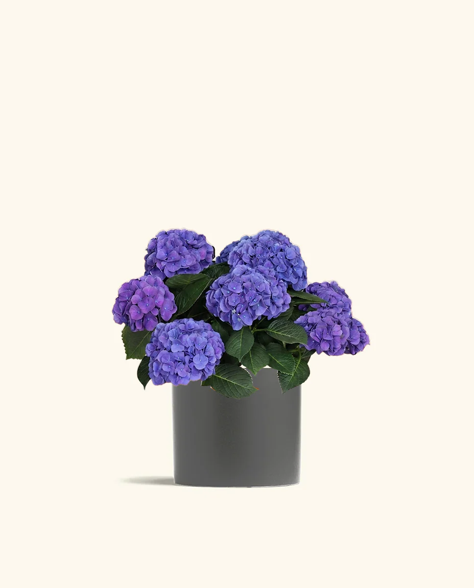 Blurple Hydrangea - Image 3