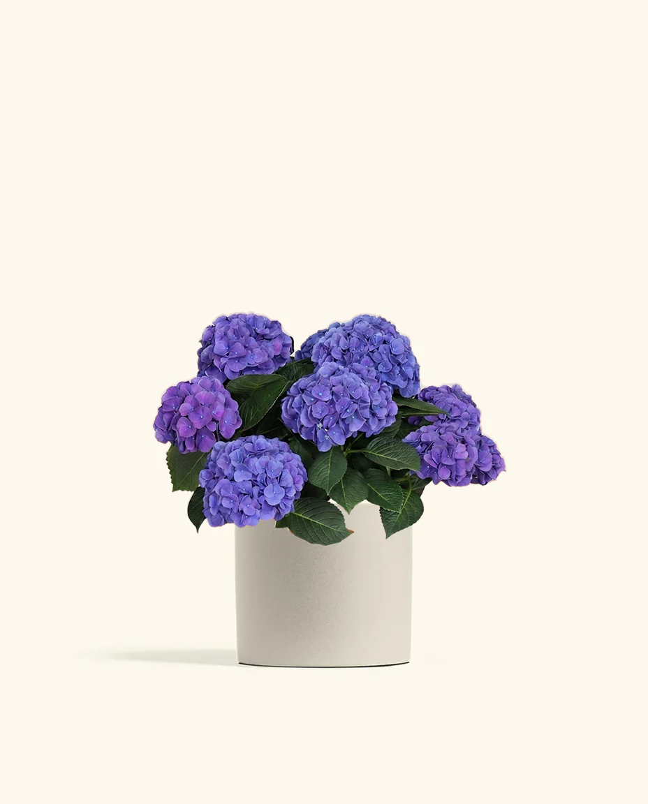 Blurple Hydrangea - Image 4