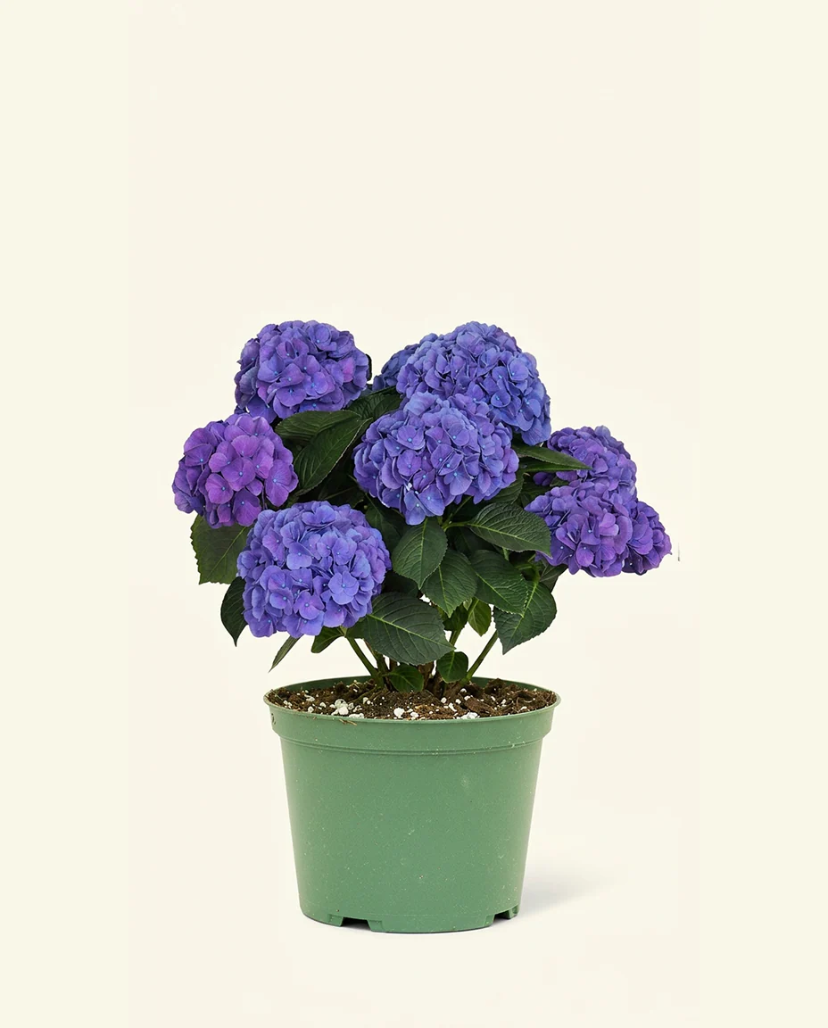 Blurple Hydrangea - Image 5