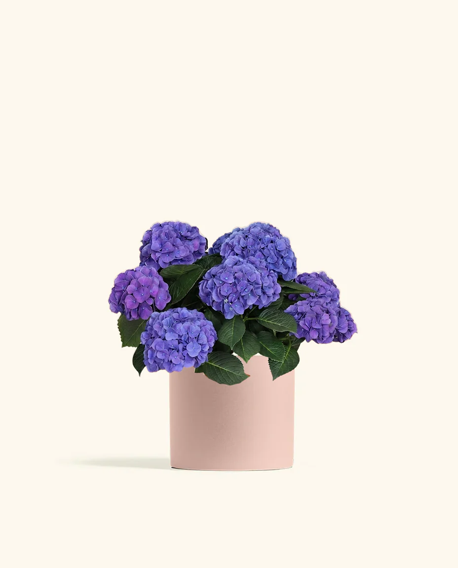 Blurple Hydrangea - Image 6