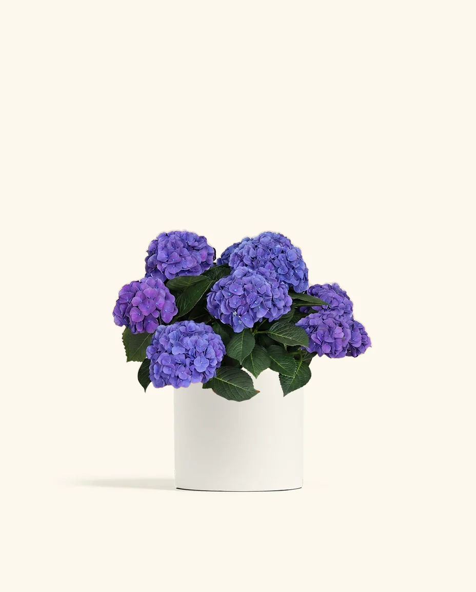 Blurple Hydrangea - Image 7