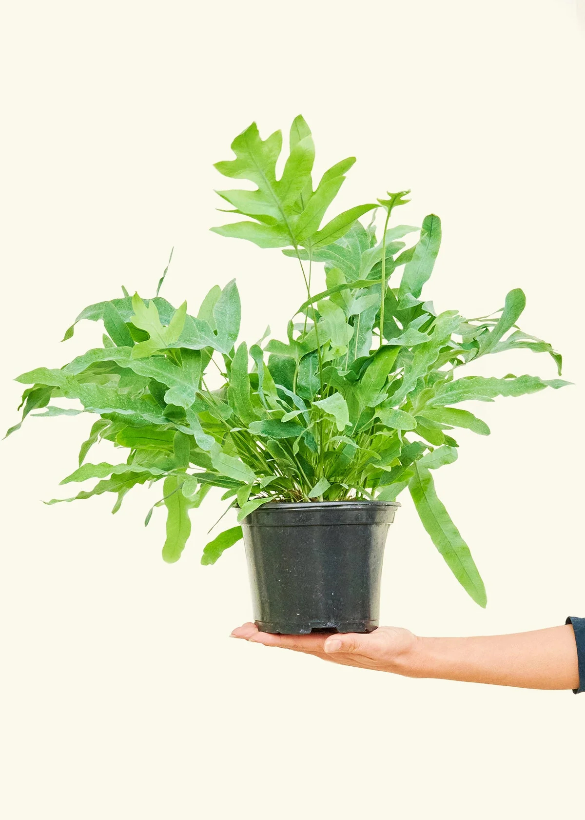 Blue Star Fern - Image 10