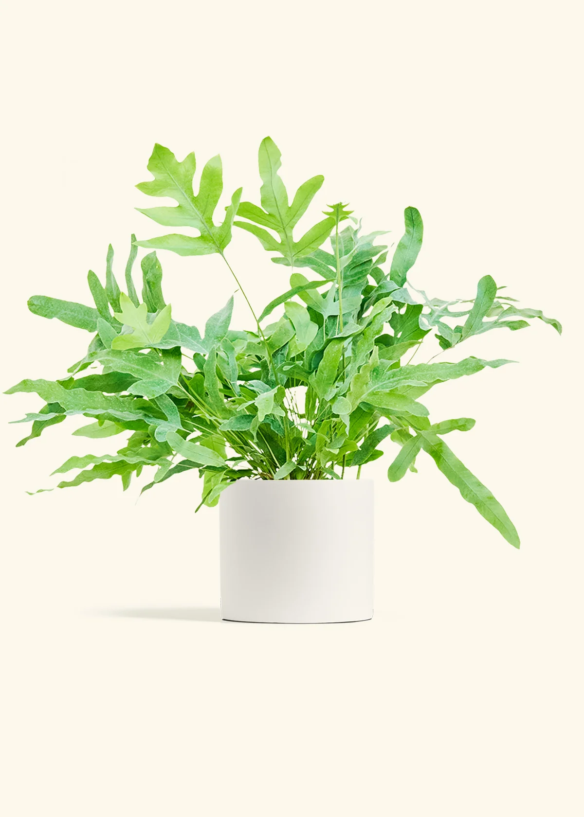 Blue Star Fern - Image 11