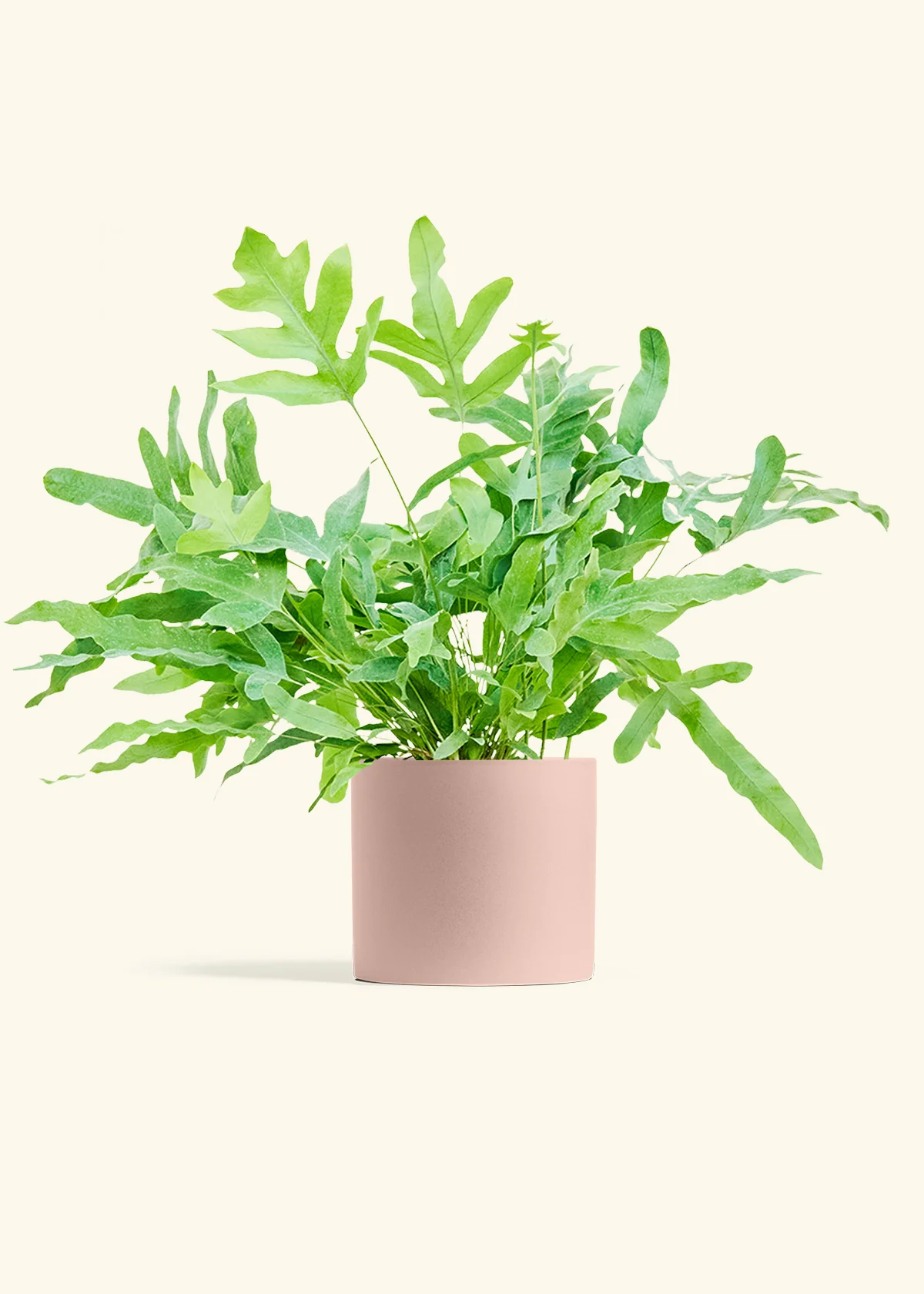 Blue Star Fern - Image 12