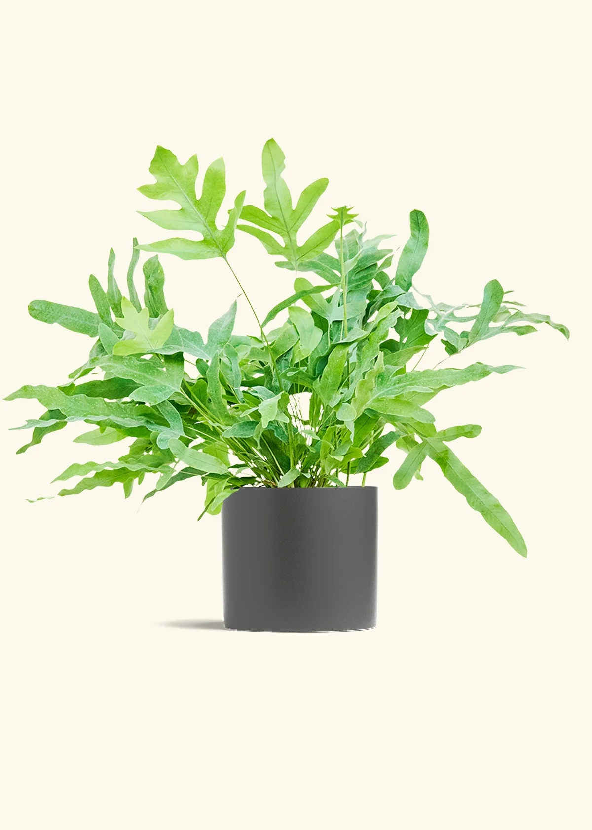 Blue Star Fern - Image 13