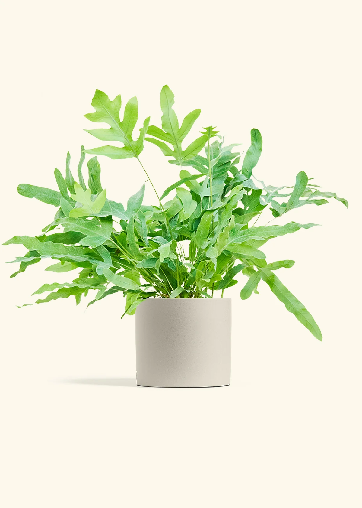 Blue Star Fern - Image 14