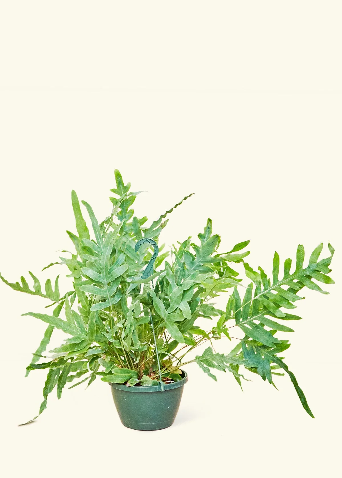 Blue Star Fern - Image 15