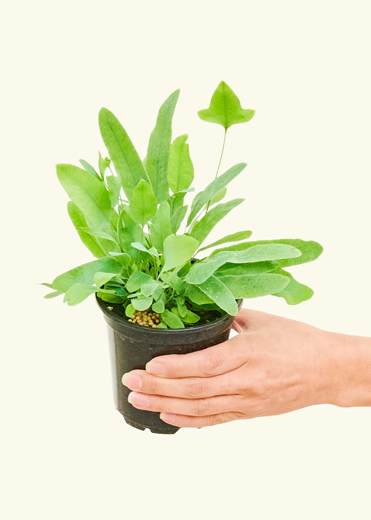 Blue Star Fern - Image 3