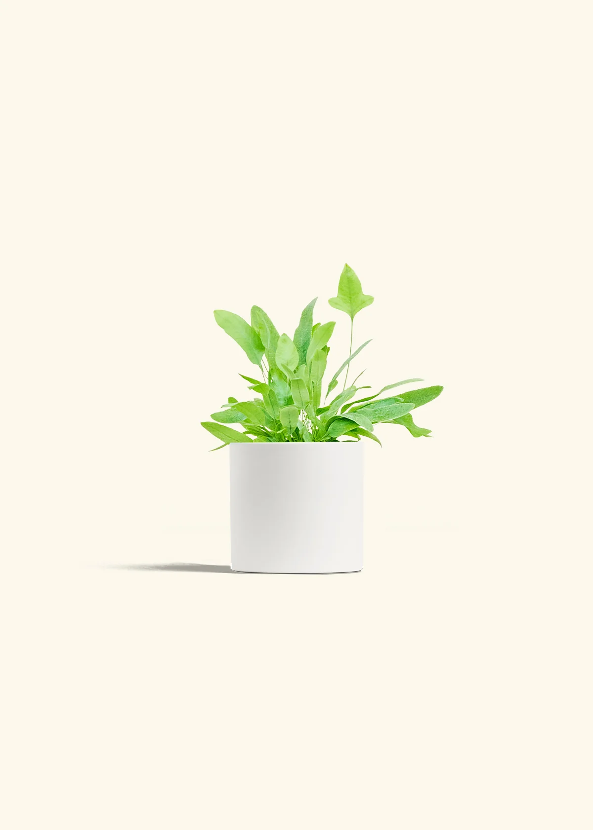 Blue Star Fern - Image 4