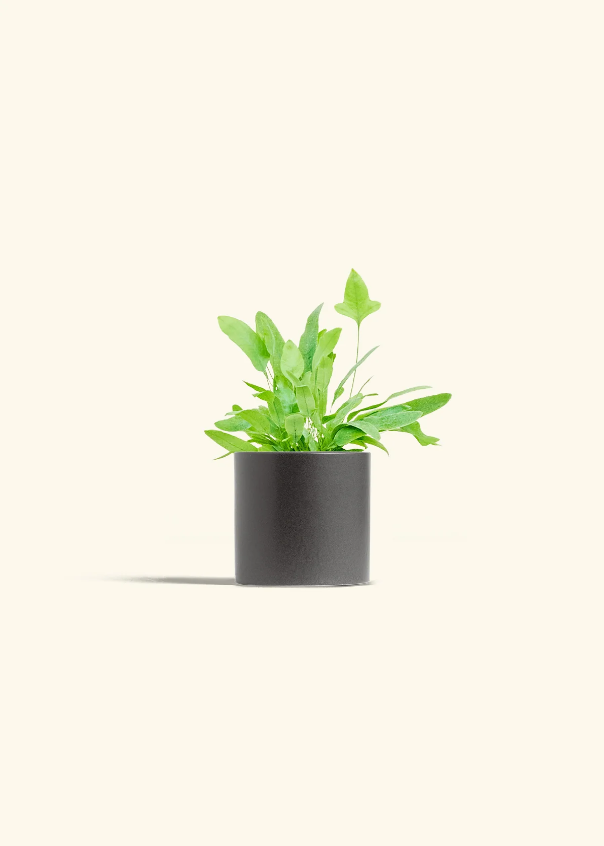 Blue Star Fern - Image 6