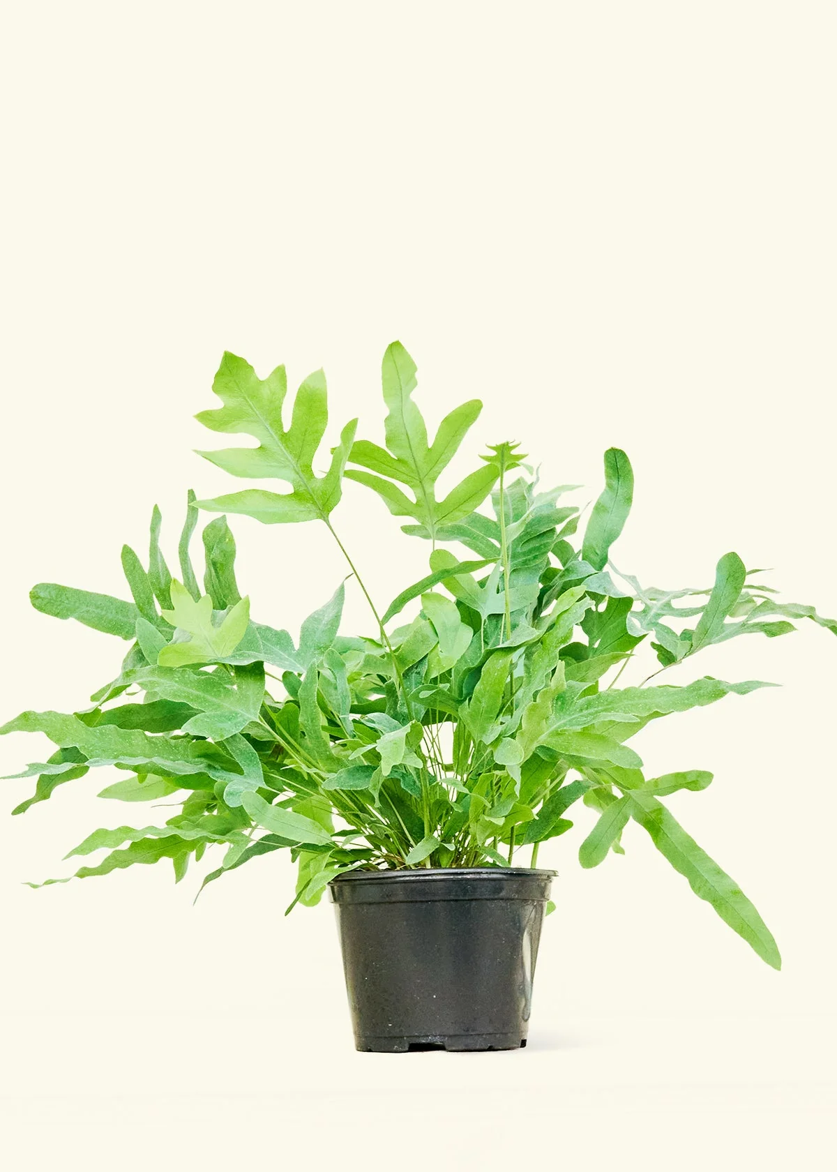 Blue Star Fern - Image 8