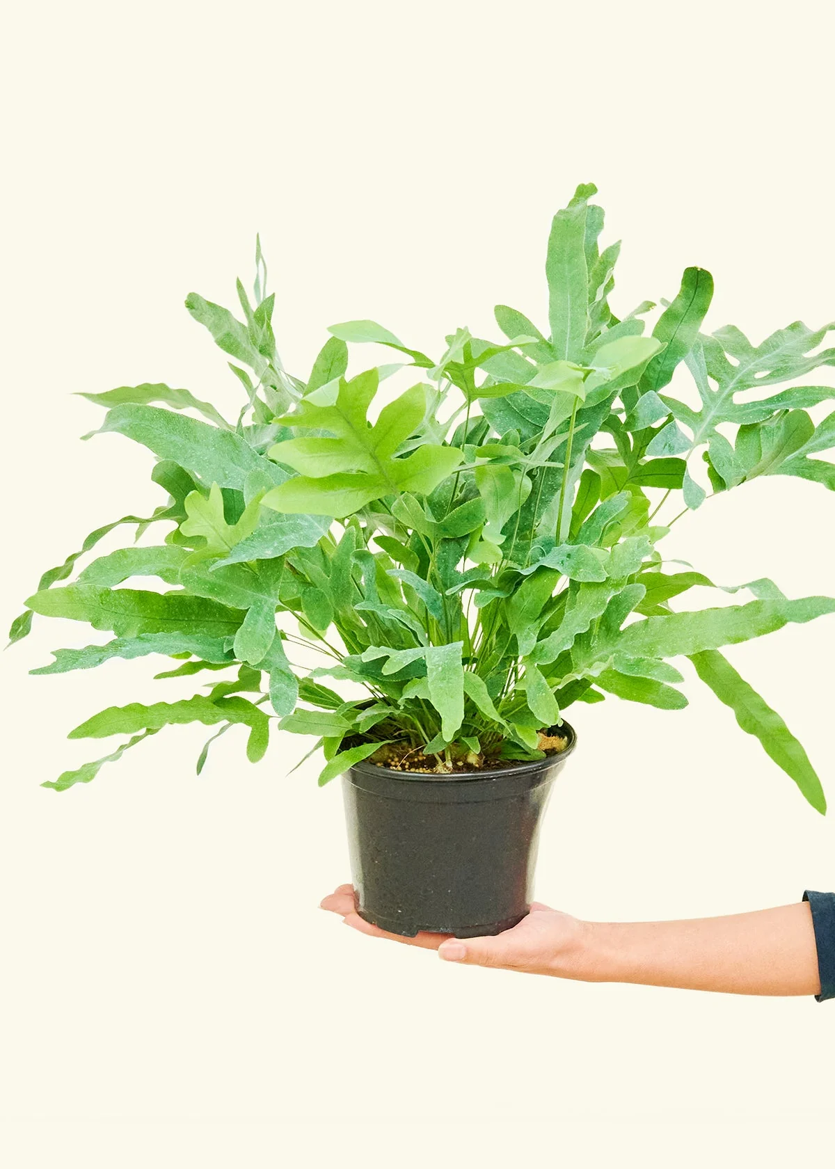 Blue Star Fern - Image 9