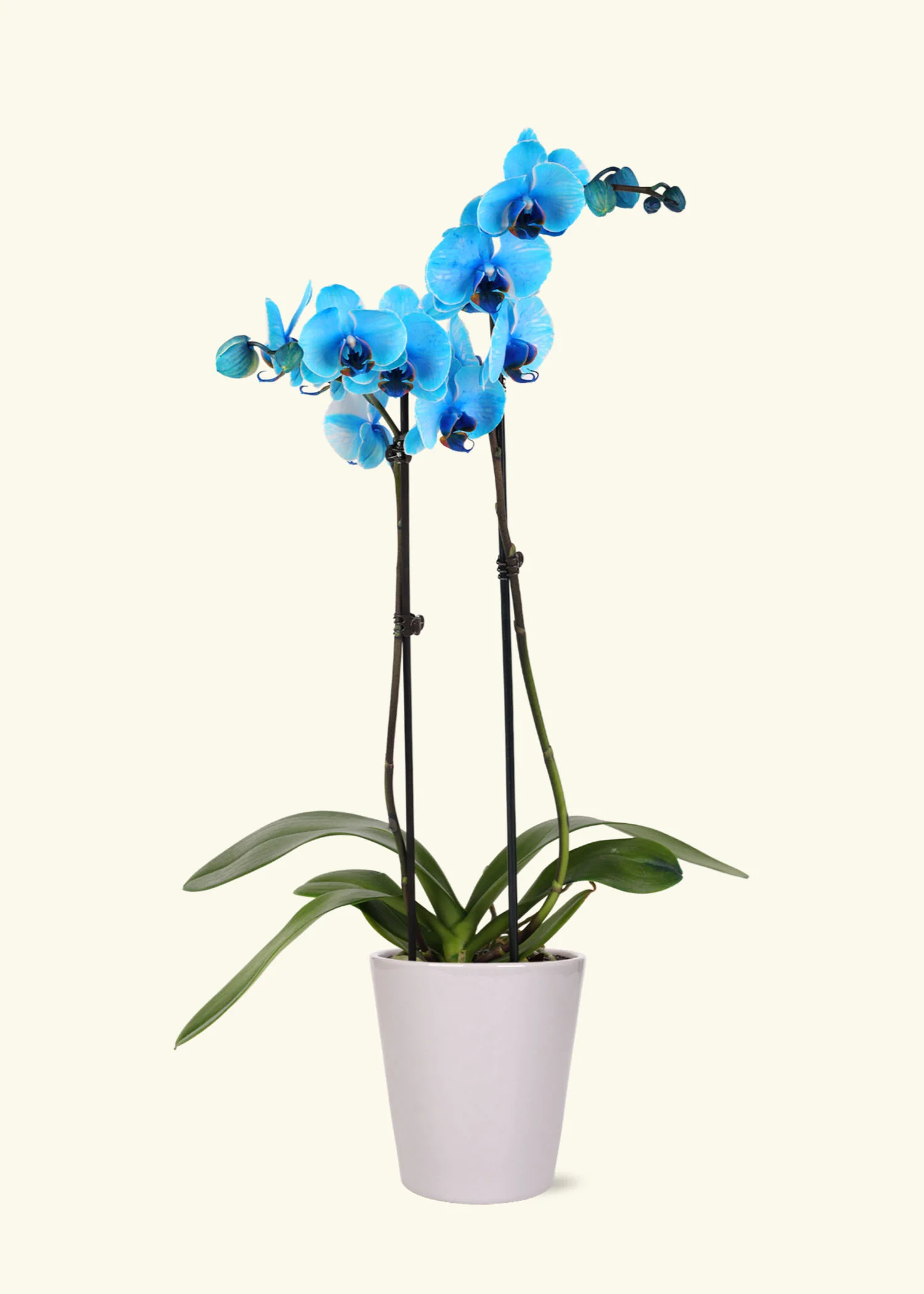 Blue Watercolor Orchid - Image 3
