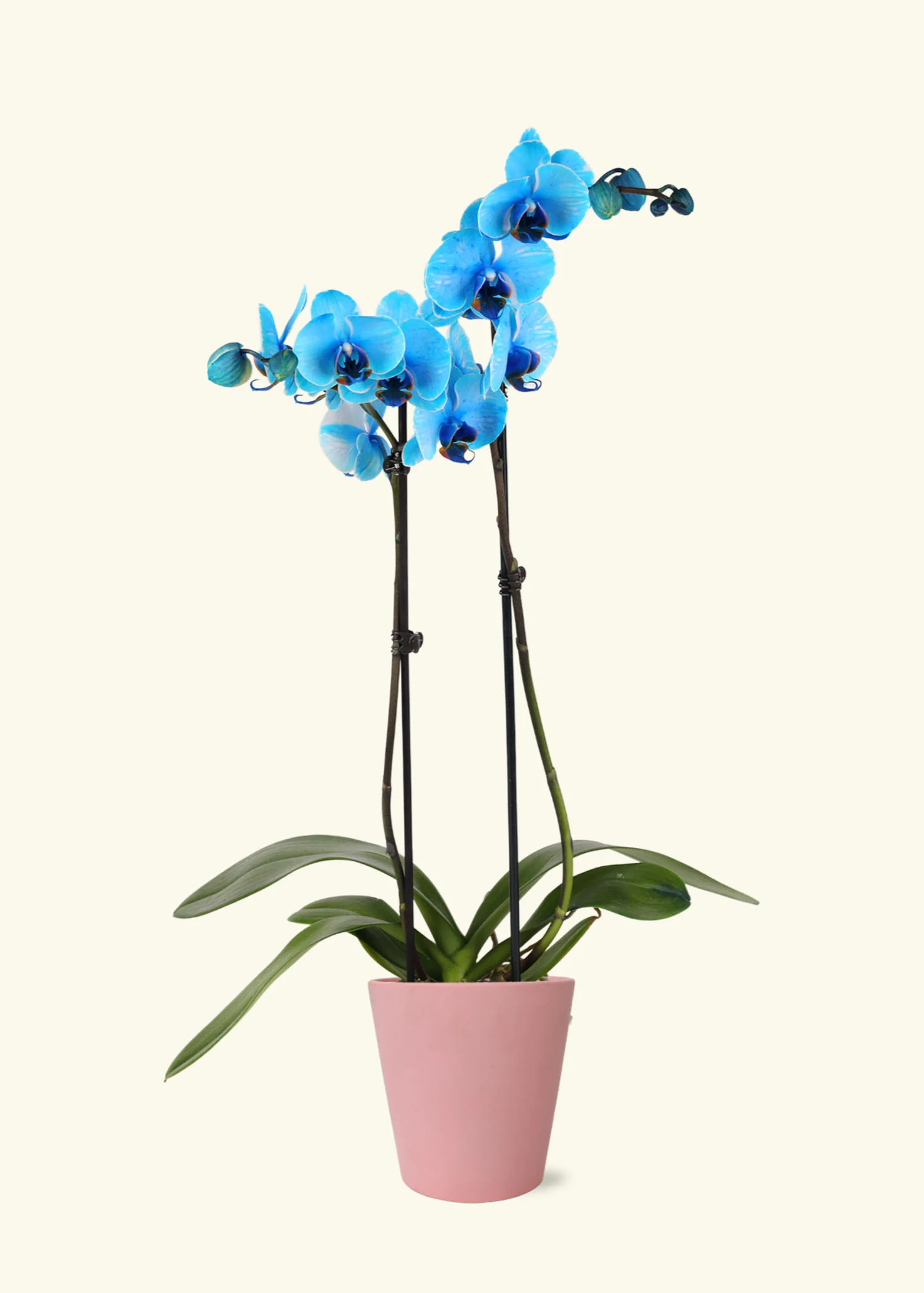 Blue Watercolor Orchid - Image 4